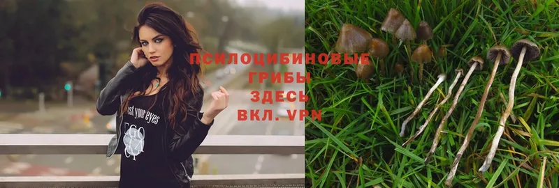 Галлюциногенные грибы Psilocybe  купить наркотик  Алейск 